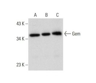 Gem Antibody (A-3) - Western Blotting - Image 320297