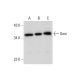 Gem Antibody (A-3) - Western Blotting - Image 320297