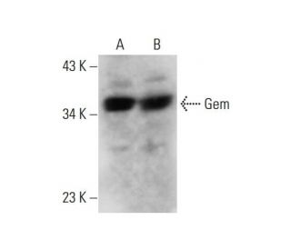 Gem Antibody (G-1) - Western Blotting - Image 320302 