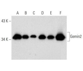 Gemin2 Antibody (1G9) - Western Blotting - Image 138560 
