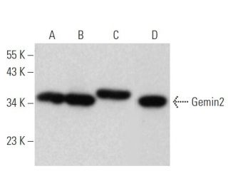 Gemin2 Antibody (3F8) - Western Blotting - Image 374847 