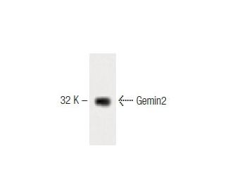 Gemin2 Antibody (4) - Western Blotting - Image 60301 