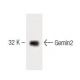 Gemin2 Antibody (4) - Western Blotting - Image 60301 