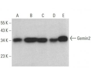 Gemin2 Antibody (A-9) - Western Blotting - Image 359129 
