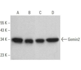 Gemin2 Antibody (E-6) - Western Blotting - Image 359130 