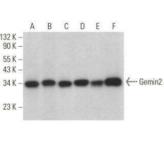 Gemin2 Antibody (G-6) - Western Blotting - Image 359121 