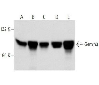 Gemin3 Antibody (12H12) - Western Blotting - Image 14380 