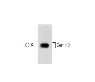 Gemin3 Antibody (2) - Western Blotting - Image 60302 