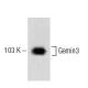 Gemin3 Antibody (2) - Western Blotting - Image 60302 