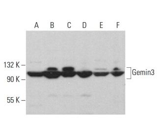 Gemin3 Antibody (D-5) - Western Blotting - Image 375357 
