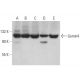 Gemin4 Antibody (17D10) - Western Blotting - Image 379440 