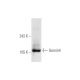 Gemin4 Antibody (A-2) - Western Blotting - Image 62562