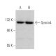 Gemin4 Antibody (A-2) - Western Blotting - Image 365463 