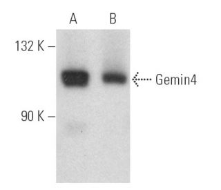 Gemin4 Antibody (A-2) - Western Blotting - Image 389869 