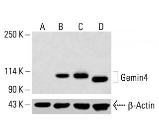 Gemin4 Antibody (E-8) - Western Blotting - Image 414311 