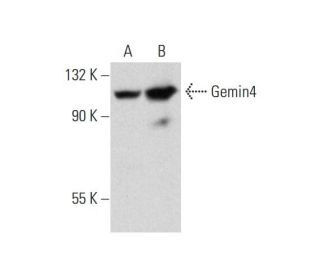 Gemin4 Antibody (F-2) - Western Blotting - Image 325108 