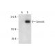 Gemin5 Antibody (10G11) - Western Blotting - Image 320229