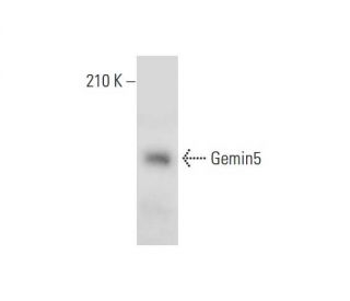 western blotting image from recommended Gemin5 (10G11) monoclonal antibody replacement. Image 323545