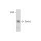 western blotting image from recommended Gemin5 (10G11) monoclonal antibody replacement. Image 323545