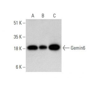 Gemin6 Antibody (A-4) - Western Blotting - Image 333582 