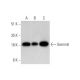 Gemin6 Antibody (A-4) - Western Blotting - Image 333582 