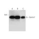 Gemin7 Antibody (H-9) - Western Blotting - Image 333571 
