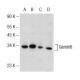 Gemin8 Antibody (1F8) - Western Blotting - Image 145680