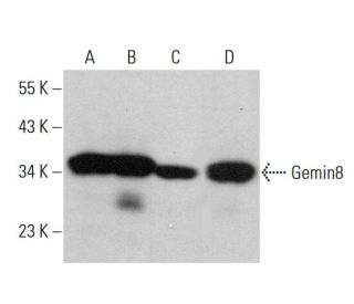 Gemin8 Antibody (1F8) - Western Blotting - Image 379842 
