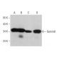 Gemin8 Antibody (1F8) - Western Blotting - Image 379842 