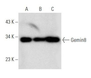 Gemin8 Antibody (A-12) - Western Blotting - Image 354265 
