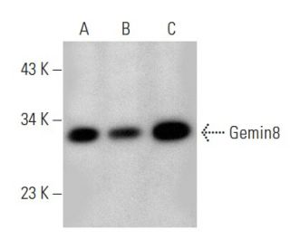 Gemin8 Antibody (B-6) - Western Blotting - Image 354264 
