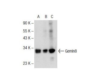 Gemin8 Antibody (D-12): sc-365880