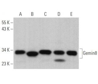 Gemin8 Antibody (D-12) - Western Blotting - Image 366977 