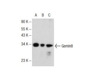Gemin8 Antibody (D-4): sc-365879