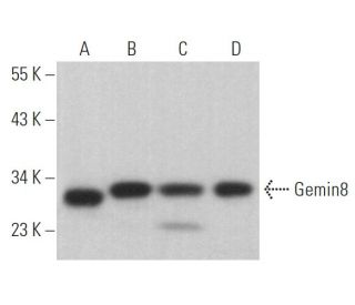 Gemin8 Antibody (D-4) - Western Blotting - Image 366962 