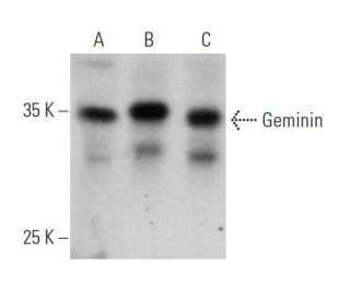 Geminin Antibody (A-3) - Western Blotting - Image 355258 