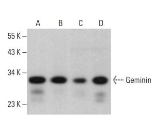 western blotting image from recommended Geminin (F-7) monoclonal antibody replacement. Image 378194