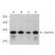 western blotting image from recommended Geminin (F-7) monoclonal antibody replacement. Image 378194