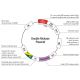 The Double Nickase Plasmid features a U6 promoter for sgRNA expression, a 20 nt targeting sequence, and a gRNA scaffold to guide Cas9n. It includes a CBh promoter for Cas9n (D10A) and puromycin resistance, GFP for transfection verification, and nuclear localization signals (NLS). The 2A peptide allows co-expression of Cas9n and Puro from a single promoter, enabling precise genome editing with reduced off-target effects. The Double Nickase Plasmid features a U6 promoter for sgRNA expression, a 20 nt targeting sequence, and a gRNA scaffold to guide Cas9n. It includes a CBh promoter for Cas9n (D10A) and puromycin resistance, GFP for transfection verification, and nuclear localization signals (NLS). The 2A peptide allows co-expression of Cas9n and Puro from a single promoter, enabling precise genome editing with reduced off-target effects.