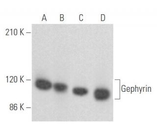 western blotting image from recommended Gephyrin (G-6) monoclonal antibody replacement. Image 355497