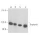 western blotting image from recommended Gephyrin (G-6) monoclonal antibody replacement. Image 355497