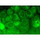 GFAT1 Antibody (D-9) - Immunofluorescence - Image 372714