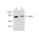 GFAT1 Antibody (D-9) - Western Blotting - Image 285022 