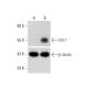 western blotting image from recommended Gfi-1 (B-9) monoclonal antibody replacement. Image 332178