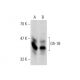 Gfi-1B Antibody (B-7) - Western Blotting - Image 138610 