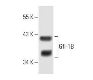 western blotting image from recommended Gfi-1B (B-7) monoclonal antibody replacement. Image 8820