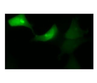GFP Antibody (1A5) - Immunofluorescence - Image 156467 