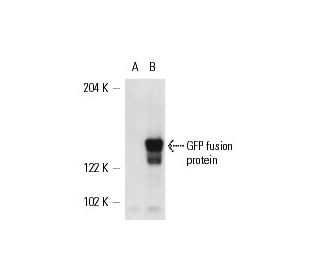 western blotting image from recommended GFP (B-2) monoclonal antibody replacement. Image 5609