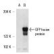 western blotting image from recommended GFP (B-2) monoclonal antibody replacement. Image 5609