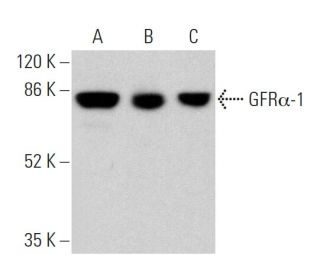 GFR&alpha;-1 Antibody (E-11) - Western Blotting - Image 359732 
